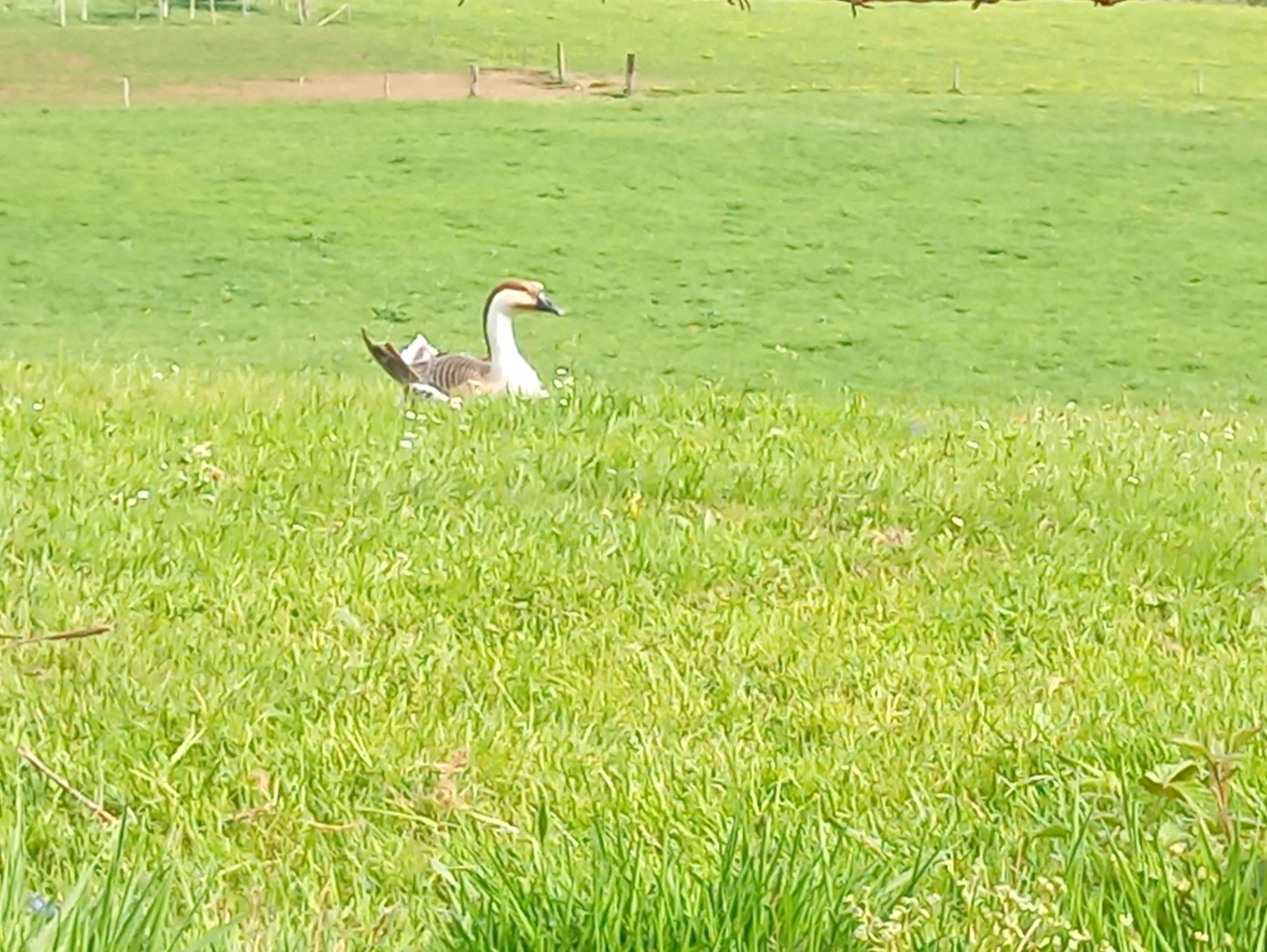 freerange encore 